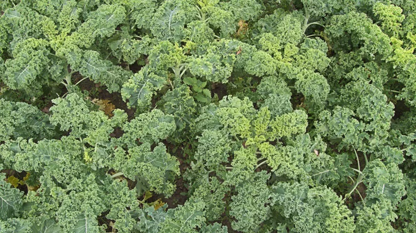 boerenkool boerenkool