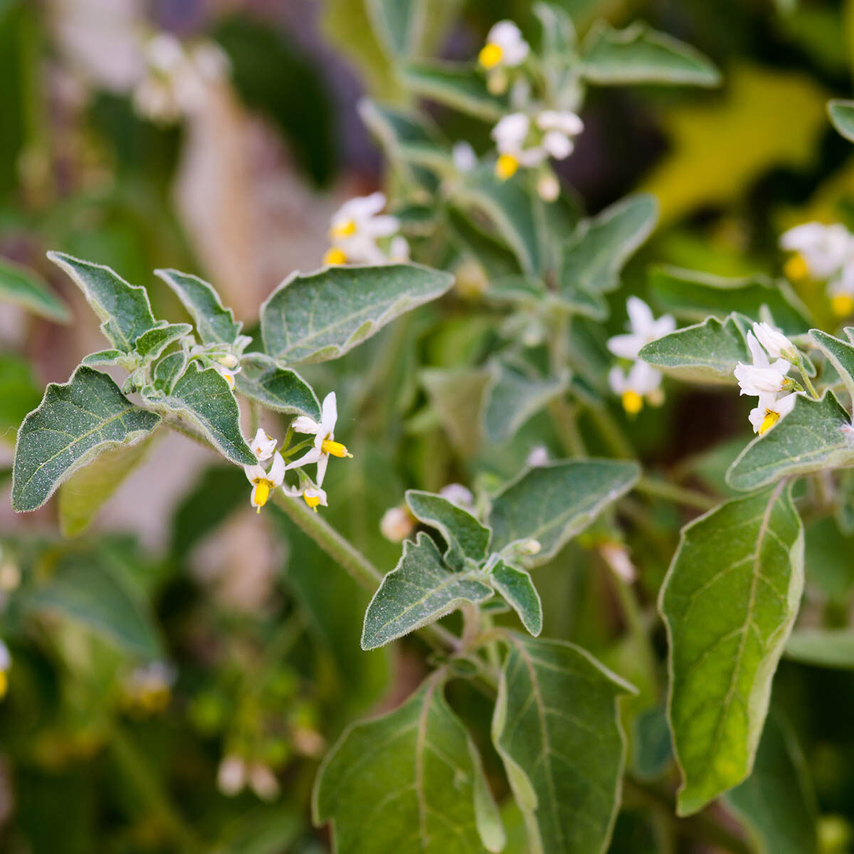 zwarte nachtschade giftig