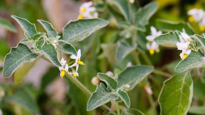 zwarte-nachtschade-black-nightshade zwarte nachtschade giftig