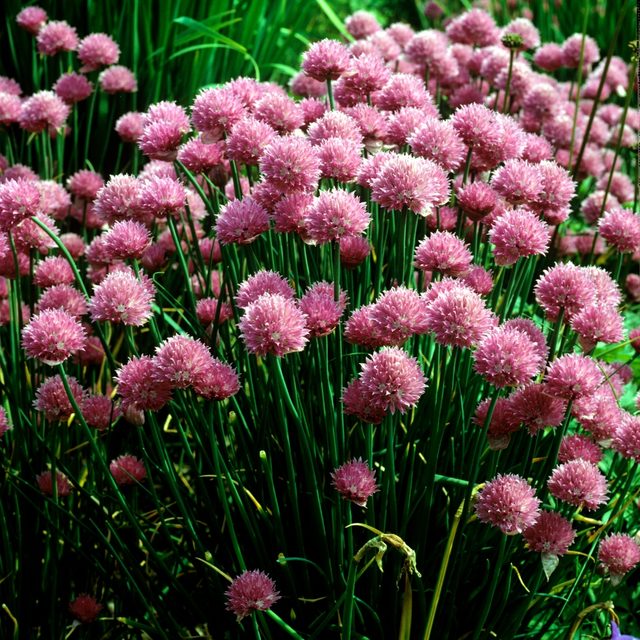 feather plant Eupatorium capillifolium, Elegant Feather, Dog Fennel, Plant – Magic Valley  Gardens