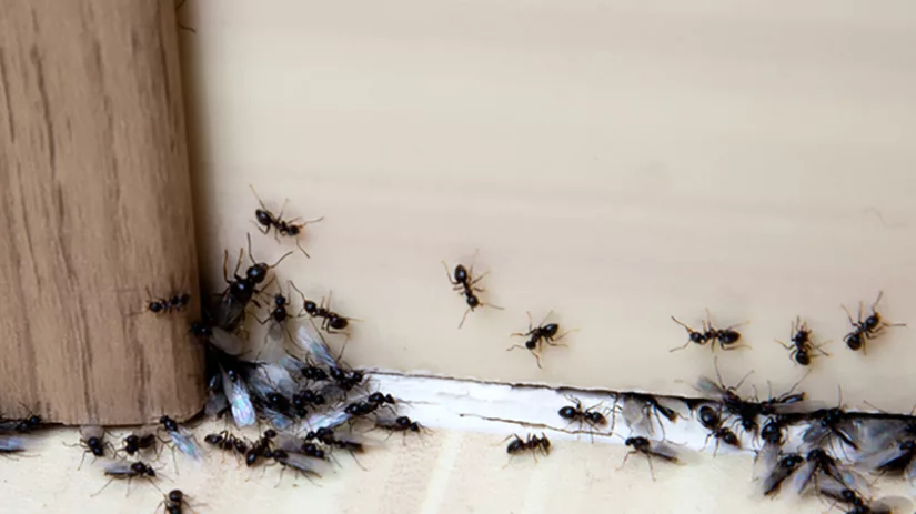 mieren-huis-binnen mieren-huis-binnen