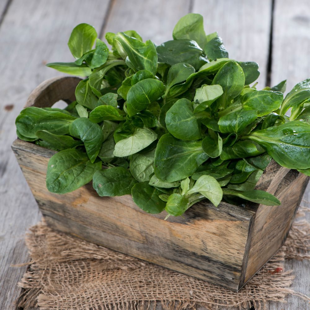 Groene bladsla ligt rijkelijk opgevuld in een verweerde houten bak, met waterdruppels, op een grof juten kleed op een grijze houten tafel.