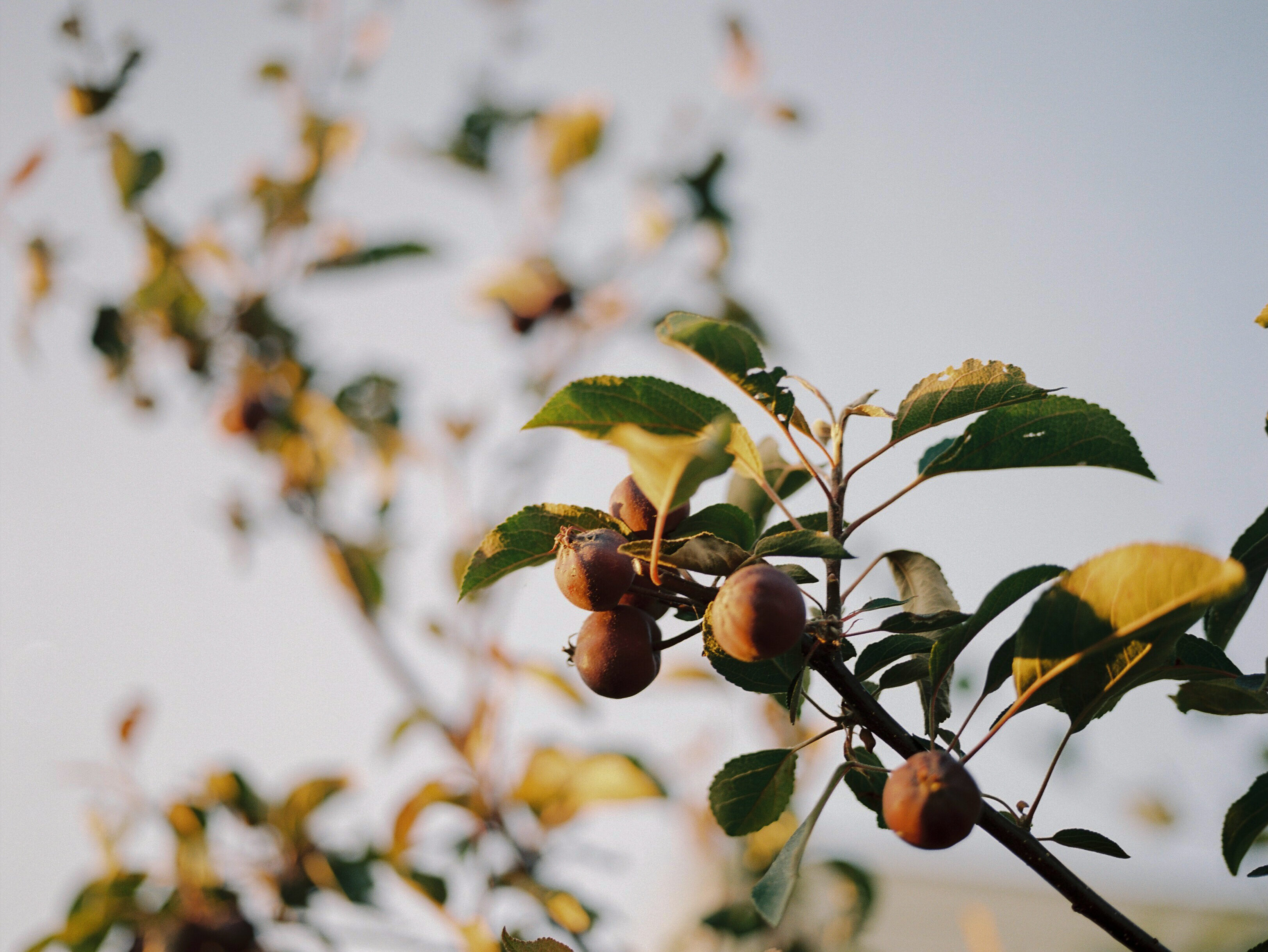 Fruitbomen en struiken snoeien