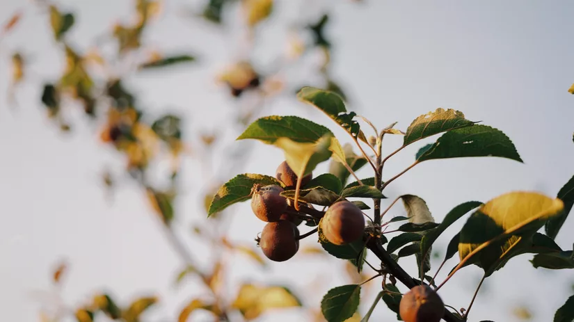 Fruitbomen en struiken snoeien Fruitbomen en struiken snoeien