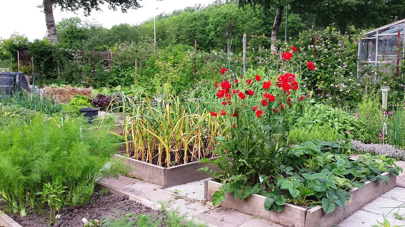 moestuinbak moestuinbak