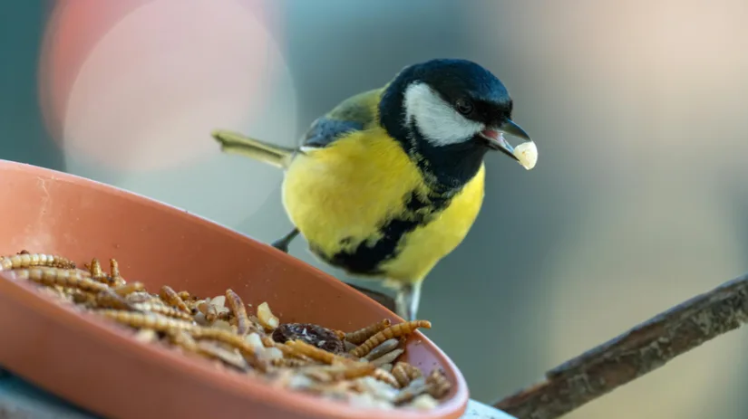 Tips voor vogels in de winter.png Koolmees pakt met zijn snavel een stukje voer, zittend op de rand van een bakje gevuld met meelwormen en zaden, tegen een zachte, onscherpe buitenachtergrond.