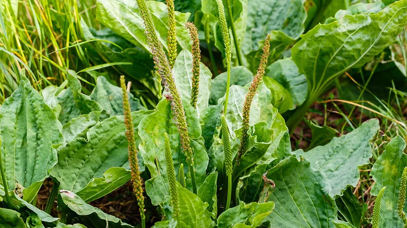 weegbree-plantain Weegbree in gazon