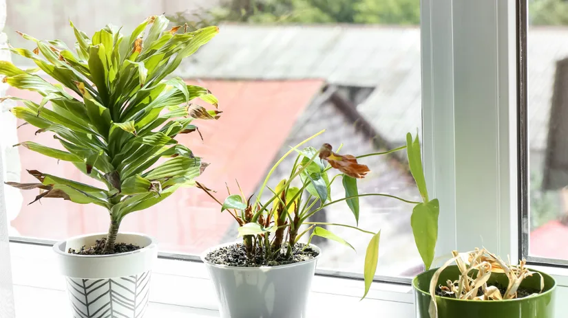 Kamerplanten na vakantie verzorgen.png Kamerplanten na vakantie verzorgen.png