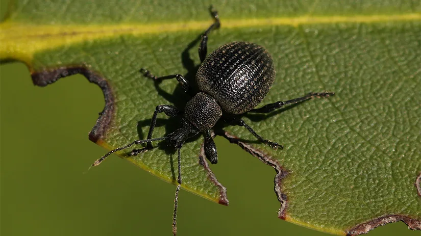 taxus taxus