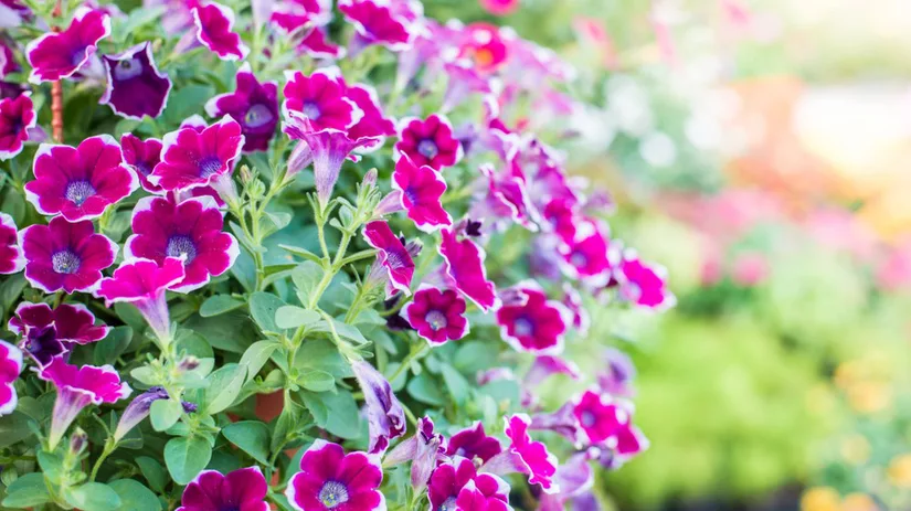 8x zon- en schaduwplanten 8x zon- en schaduwplanten