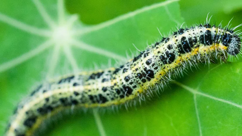 rups-caterpillar rups-caterpillar