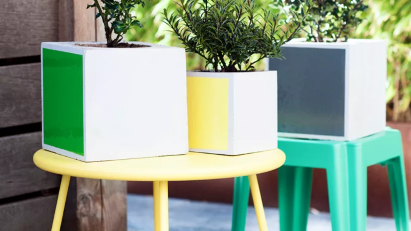 hulst in potten hulst in potten