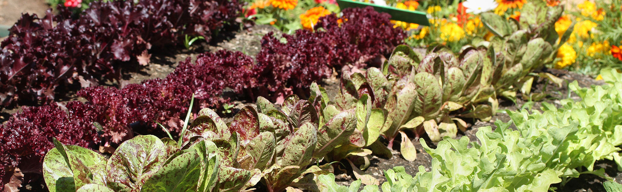 pokon-combinatieteelt-moestuin