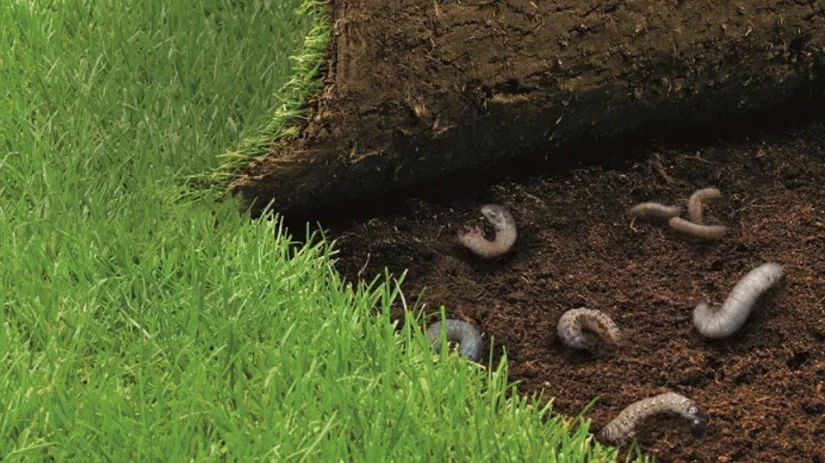 Emelten in gazon Emelten in gazon