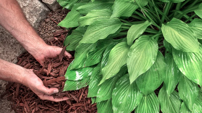 Soorten mulch en bodembedekkers.png Soorten mulch en bodembedekkers.png