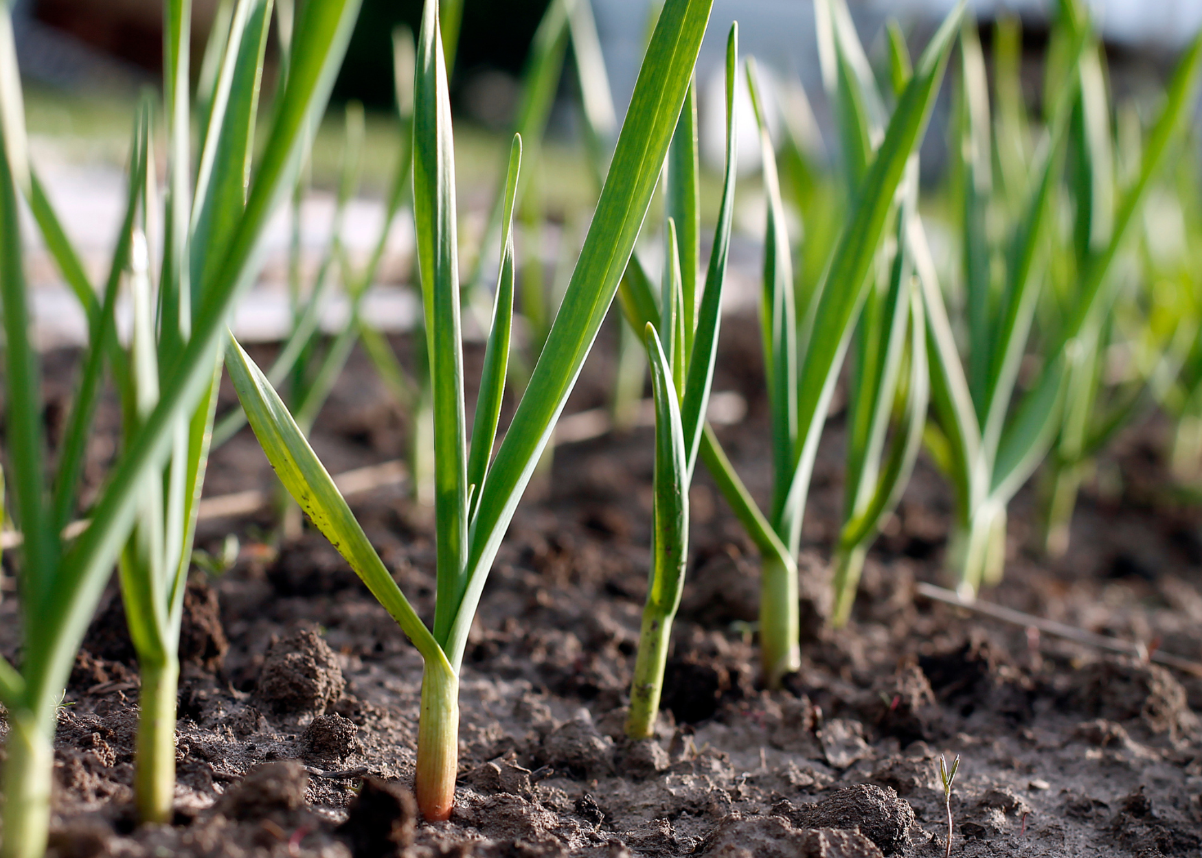 Kweek je eigen knoflook