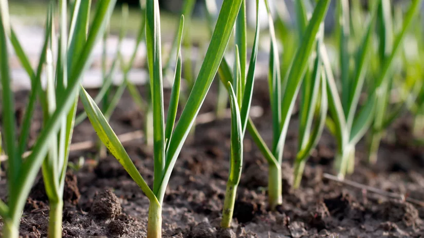 Kweek je eigen knoflook Kweek je eigen knoflook