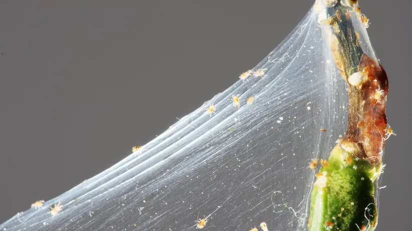 Spint op kamerplanten Spint op kamerplanten