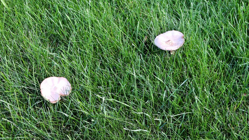Hoe kan ik paddenstoelen in mijn gazon bestrijden.png Hoe kan ik paddenstoelen in mijn gazon bestrijden.png