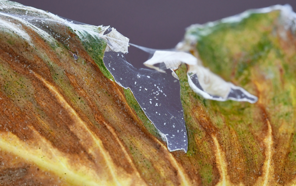 Spint op kamerplanten