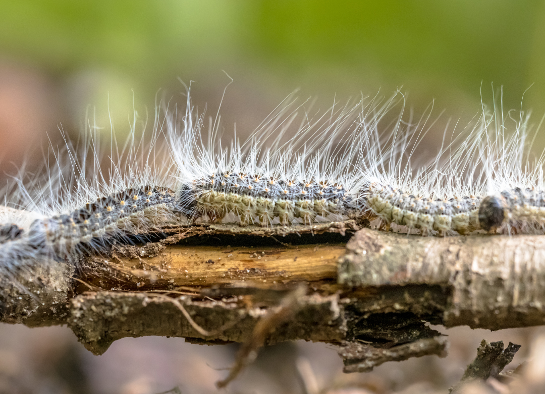 eikenprocessierups bestrijden