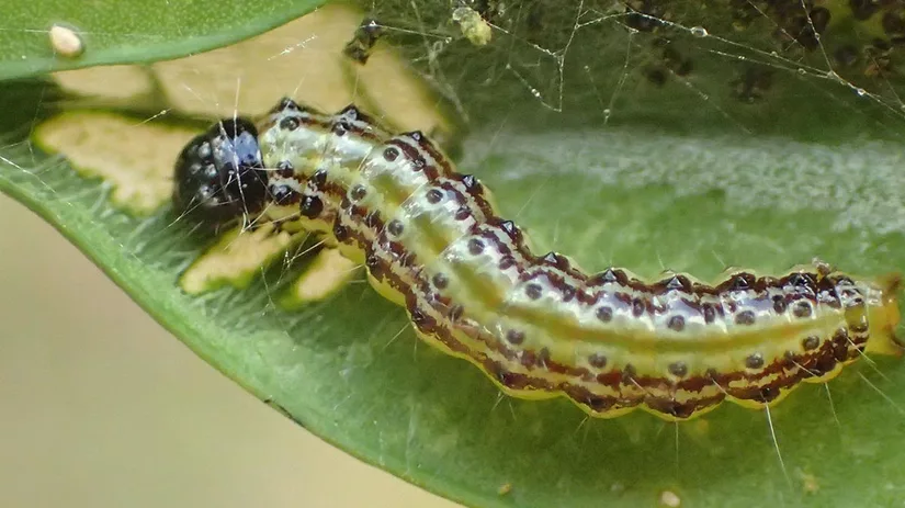 buxusrups-box-tree-caterpillar buxusrups-box-tree-caterpillar