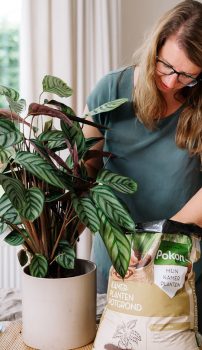 Calathea verzorging & tips - Pokon