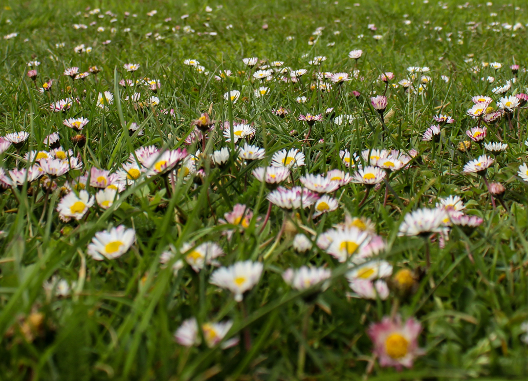 Madeliefje in gazon bestrijden