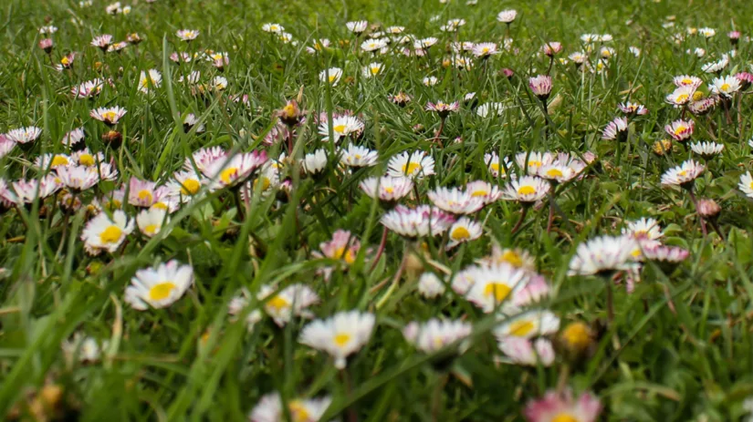 Madeliefje in gazon bestrijden Madeliefje in gazon bestrijden