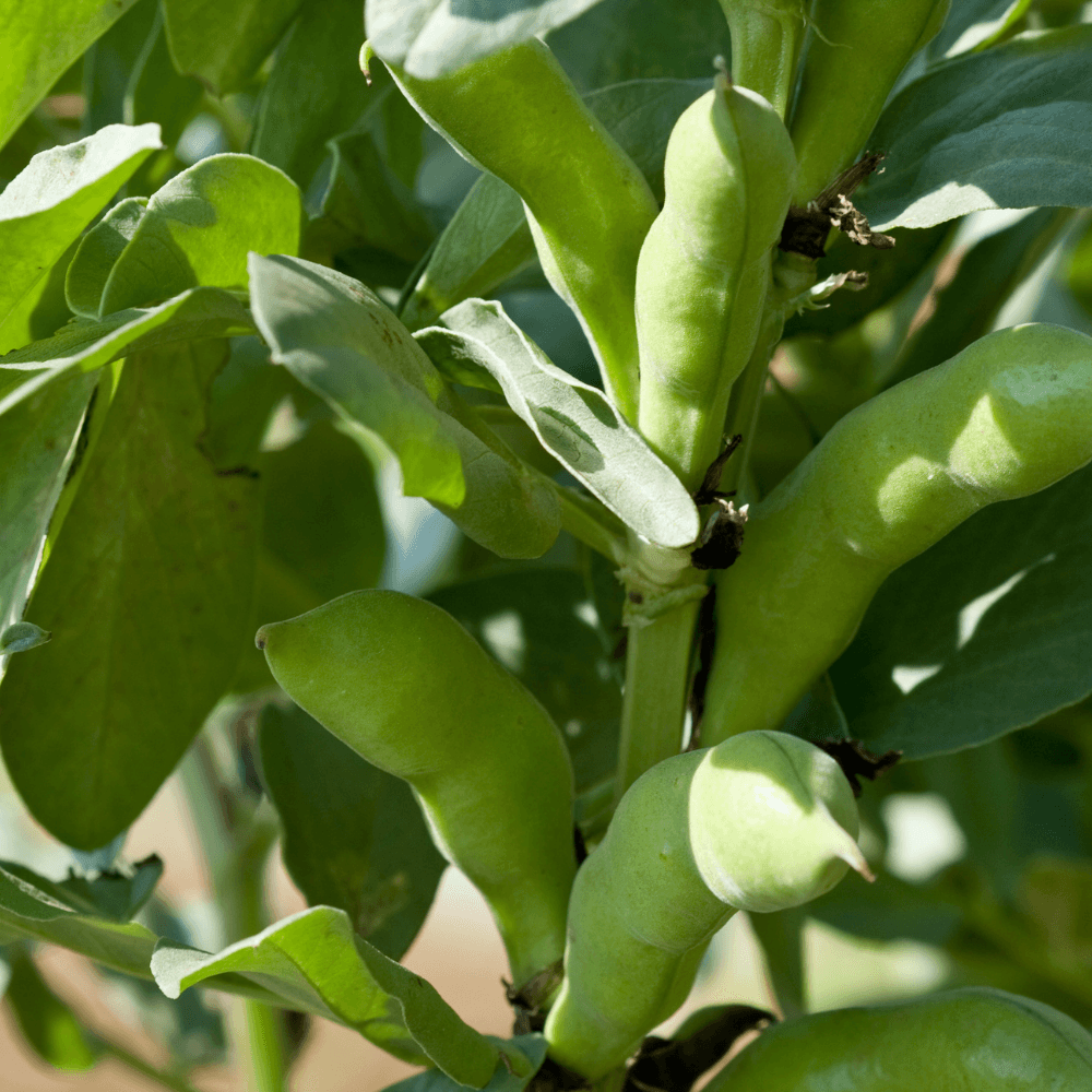 Brede groene tuinbonen hangen aan een stengel, rijpend tussen grote ovale bladeren, verlicht door zonlicht in een moestuin.