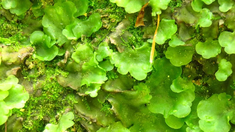 levermos-liverwort levermos-liverwort