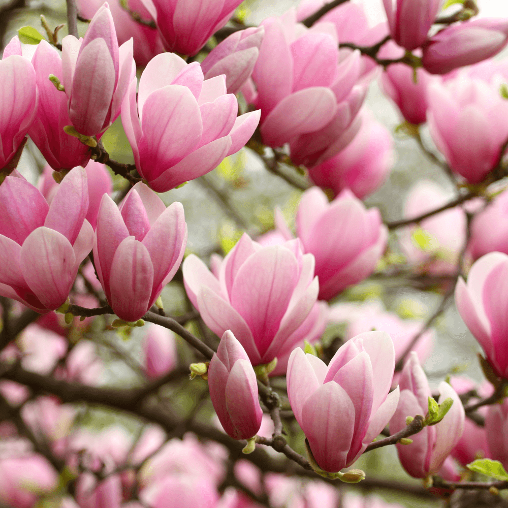 Roze magnoliabloemen ontvouwen zich aan takken, dicht opeengepakt en in verschillende bloeistadia, tegen een zachte, vage achtergrond van bladeren en licht.
