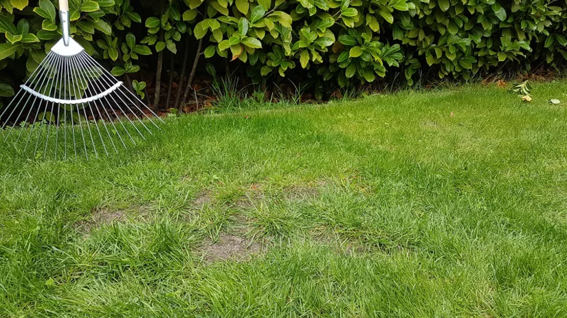 kale plekken gazon kale plekken gazon