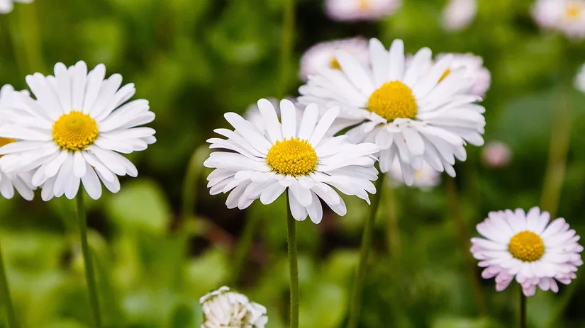 madeliefjes-white-daisies madeliefjes-white-daisies