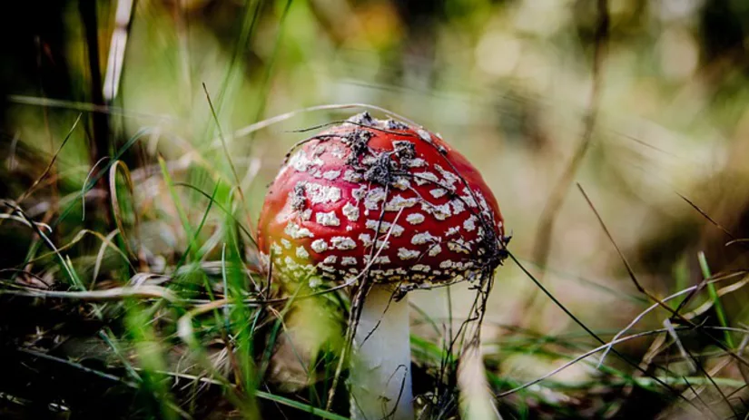 Paddenstoel in kamerplant Paddenstoel in kamerplant