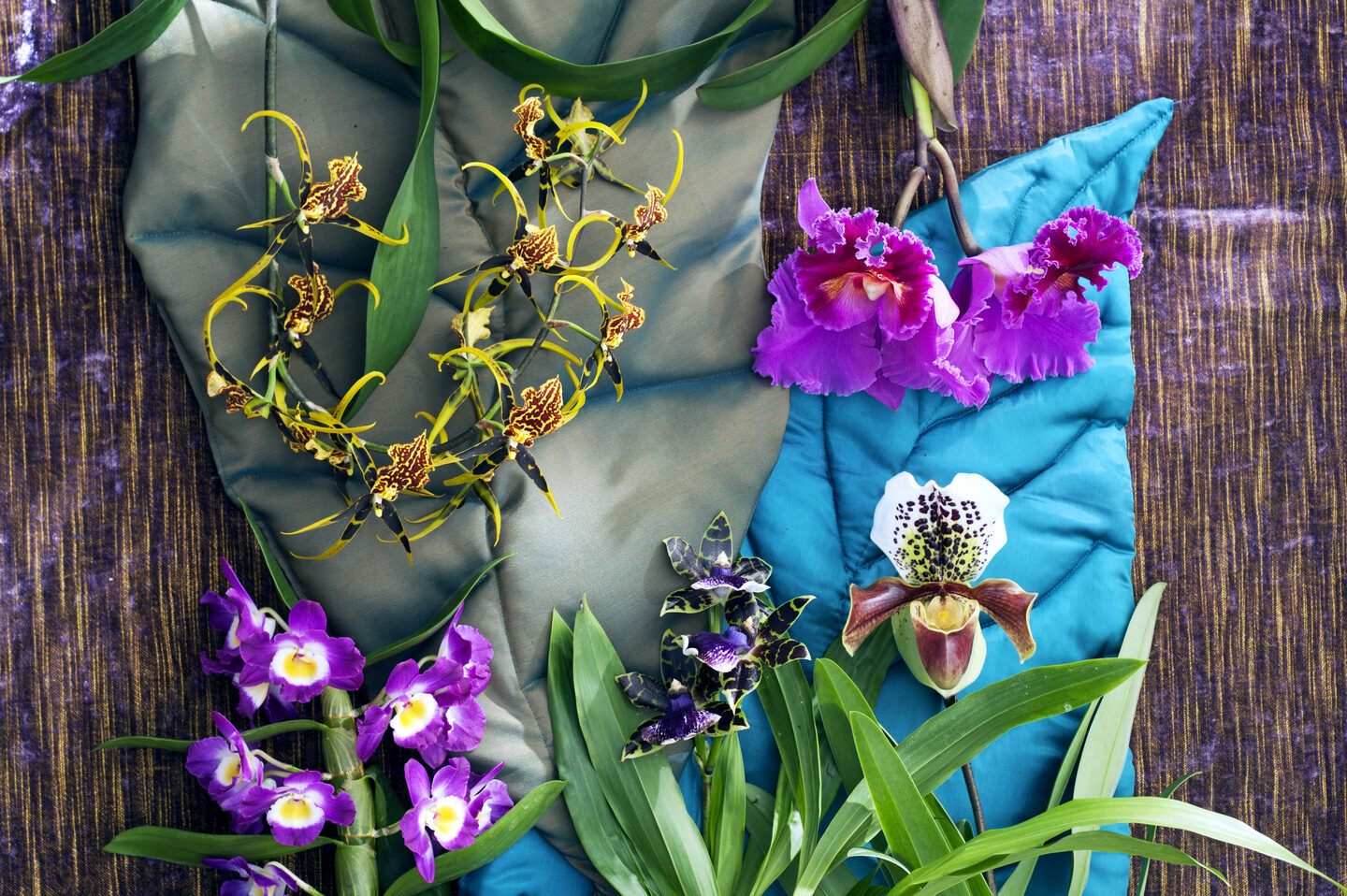 soorten-orchideeen