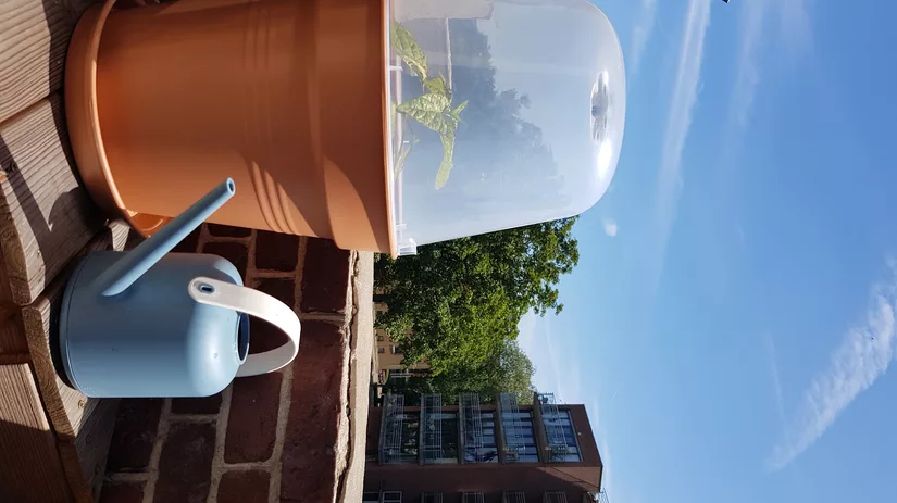 moestuin pot kweken moestuin pot kweken