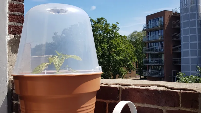 moestuin pot kweken moestuin pot kweken