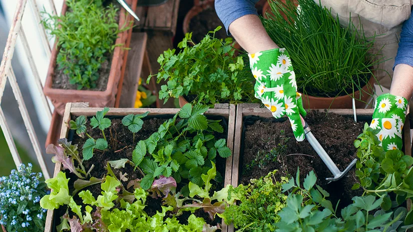 Een Tiny Garden beginnen Een Tiny Garden beginnen