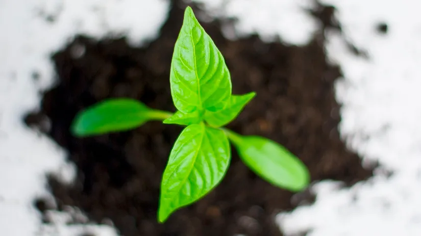 plant paprika groeien plant paprika groeien