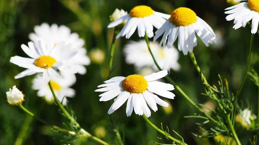kamille-chamomile kamille-chamomile