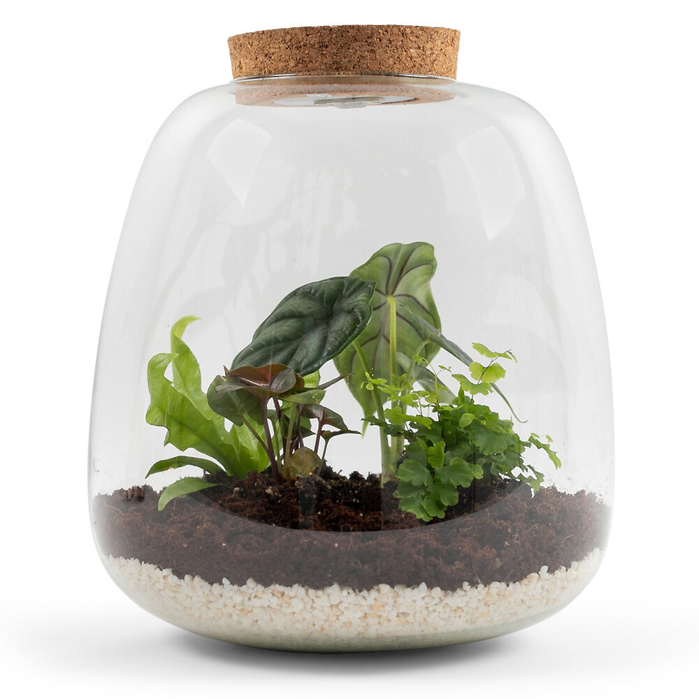 Pokon Terrarium Groene Planten Pakket incl. LED ↕26 cm Pokon