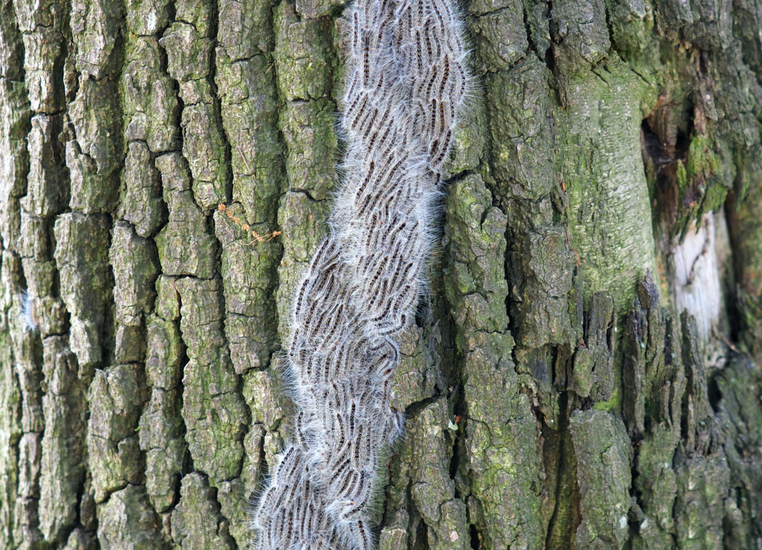 Eikenprocessierups herkennen