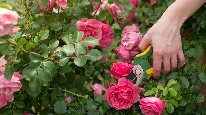 Hoe kun je uitgebloeide rozen snoeien? Hoe kun je uitgebloeide rozen snoeien?