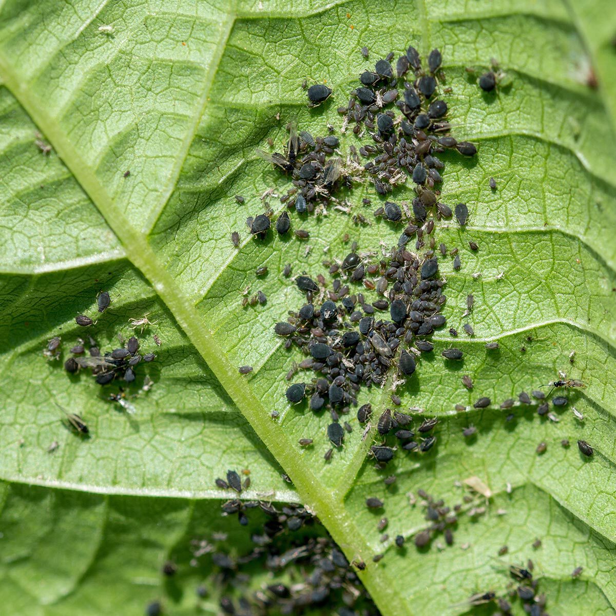 zwarte bladluis bestrijden