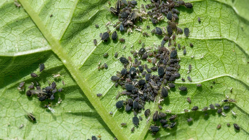 zwarte-bladluis zwarte bladluis bestrijden