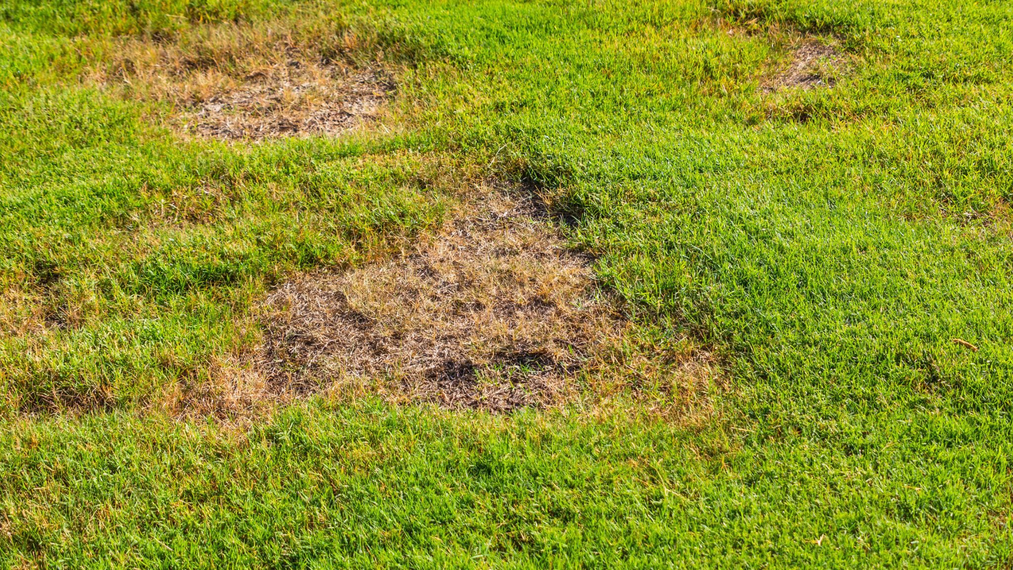 Je gazon herstellen of opnieuw aanleggen?