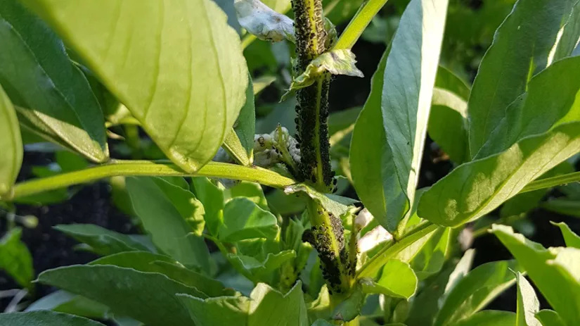 luizen luizen in moestuin