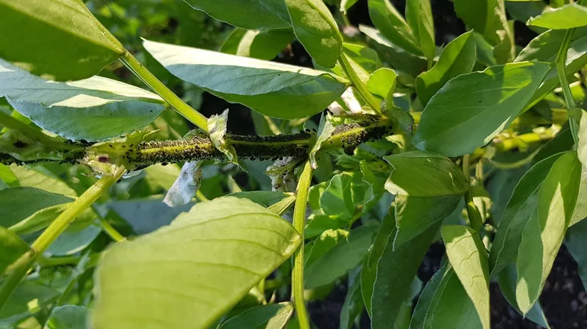 luizen luizen in moestuin