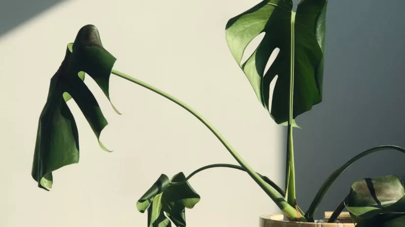 Gekrulde bladeren Gekrulde bladeren